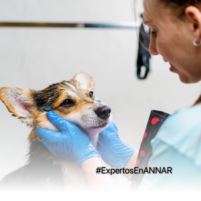 ANNAR-SALUD-ANIMAL-Parvovirus-canino-articulo-web