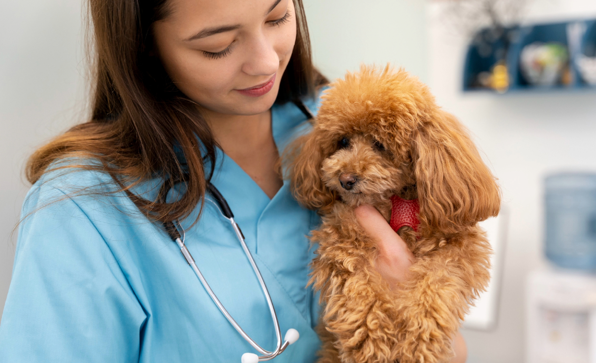 ANNAR_SALUD_ANIMAL_FASE_NEUROLOGICA_DISTEMPER_CANINO_MINIATURA