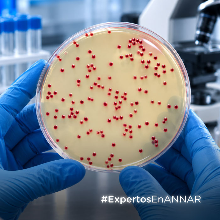 Annar-DX-Innovación cromogénica para-optimizar-el-diagnóstico-de Camp-Articulo-web-estado-miniatura
