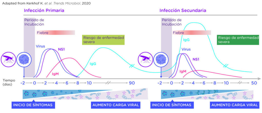 En los casos de reinfección, encontramos un comportamiento muy similar, se evidencia el aumento de proteínas NS1 directamente proporcional a la replicación vira, si embargo, se pude observar disminución de la expresión de los títulos de IgM y aumento de los títulos de IgG a partir del 3er día post incubación, como activación de la memoria inmunológica obtenida en la infección primaria. 