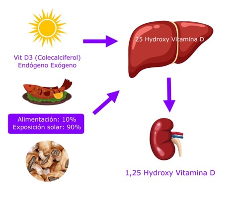 ▪	En hígado se sintetiza la 25 Hidroxi Vitamina D, que se encuentra en mayor concentración en la circulación sanguínea y es la precursora de la 1,25 Hidroxivitamina D2 o calcitriol, que se sintetiza en riñón, esta se encuentra en menor concentración, pero es 10 veces más potente que la 25 Hidroxi vitamina D total  y es la molécula biológicamente activa de la vitamina D.