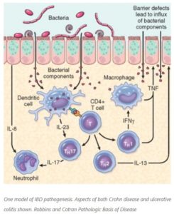 ENFERMEDAD INFLAMATORIA INTESTINAL 