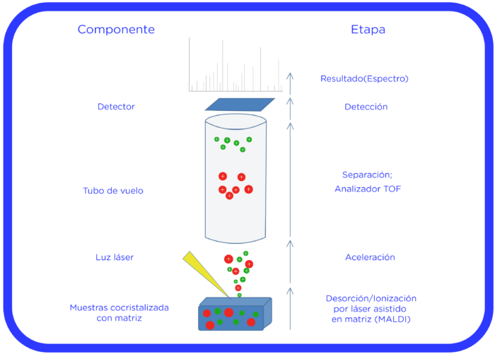 Espectrometría de masa en diagnóstico microbiológico - ANNAR Health ...