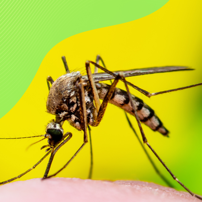 El dengue es una enfermedad con gran impacto en los programas de salud pública, por su alta incidencia en las áreas tropicales. Se estima que cerca del 40% de la población mundial se encuentra en riesgo de contraer la enfermedad, anualmente se reportan entre 50 y 100 millones de casos, de los cuales aproximadamente el 5% tienen un desenlace fatal, en las américas, 500 millones de personas están en riesgo de sufrir la enfermedad.